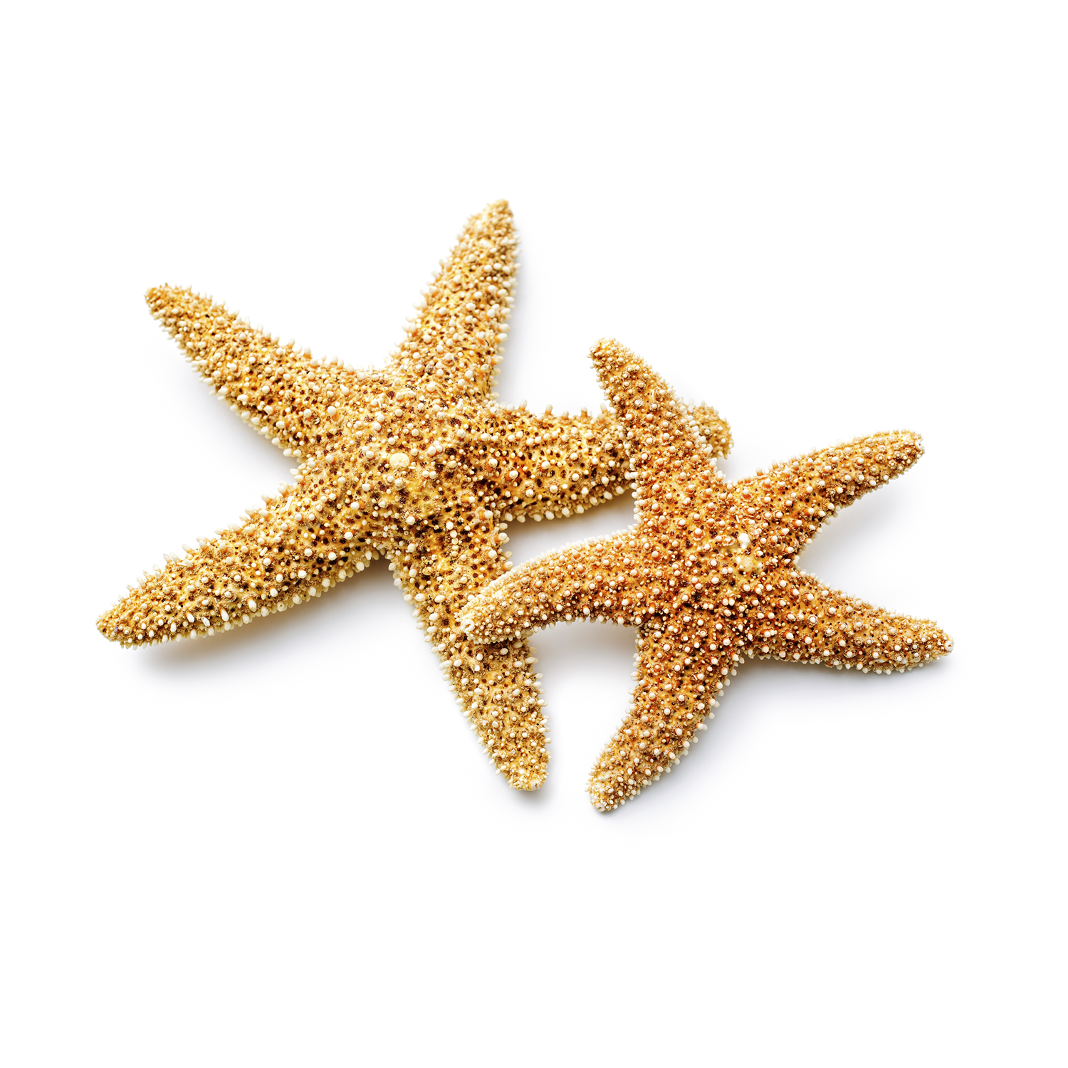 Star + Fish = Starfish - Nemours Reading BrightStart!